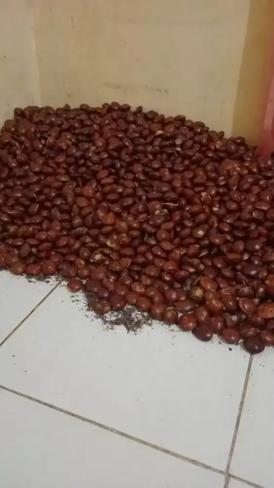 Agen/pengecer jengkol semur dan tua