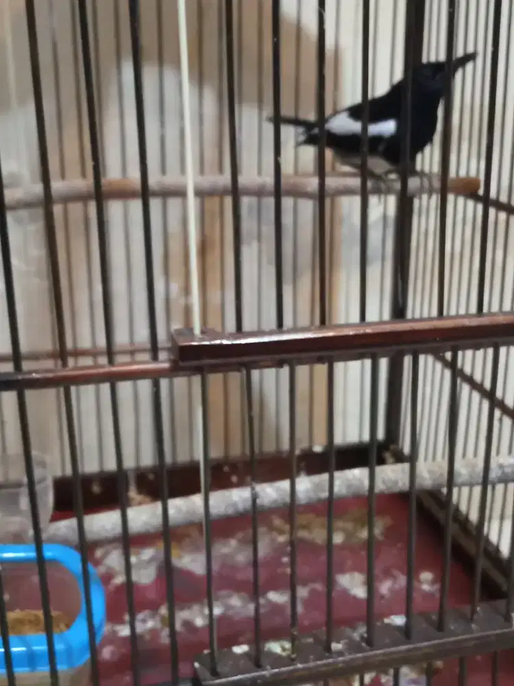 Jual Kacer daput bahan rawatan