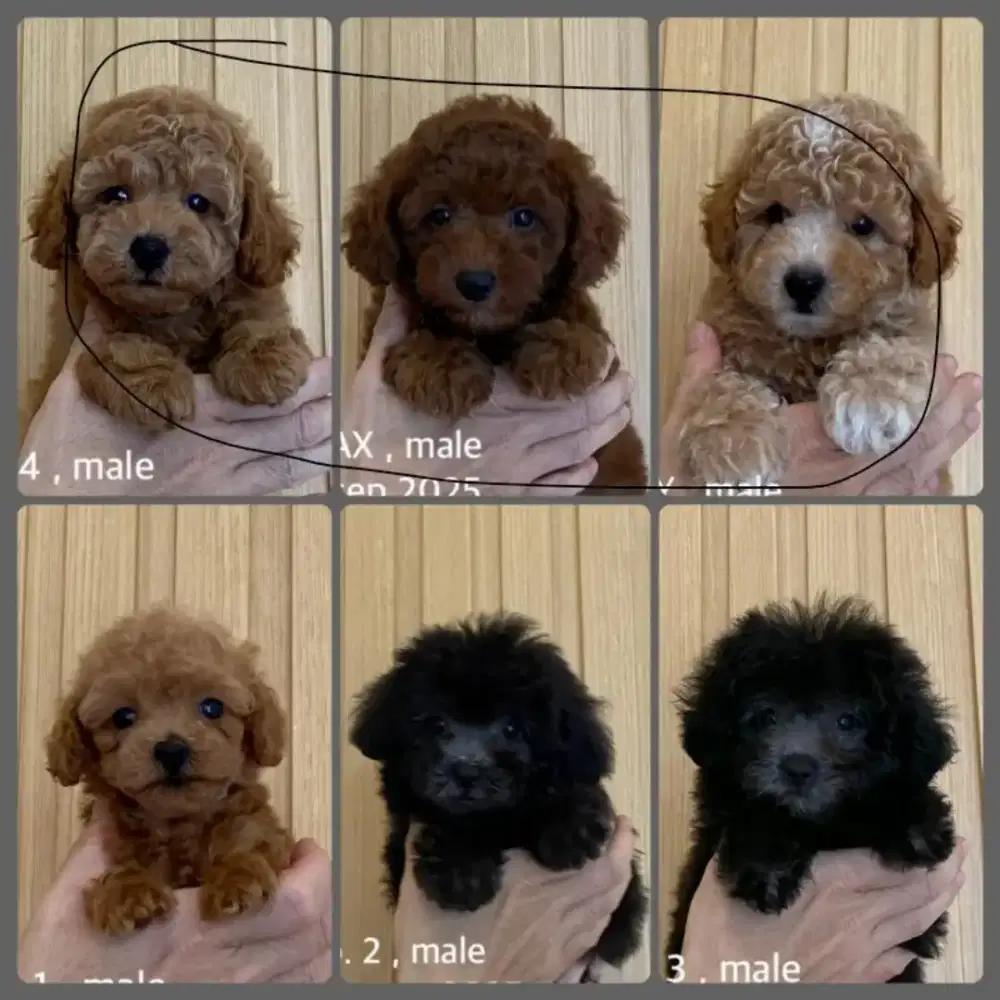 Toy poodle gembul lucu