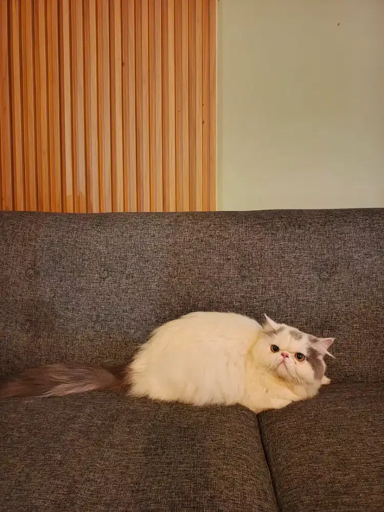 Peaknose Longhair super gembulll