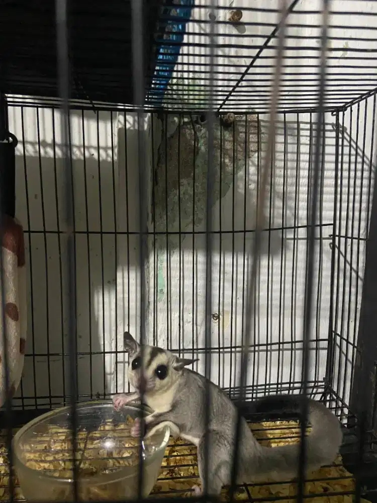 Sugar glider white face