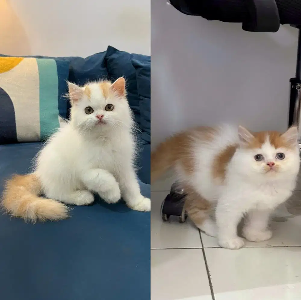 Persian flatnose jantan 2,5bln