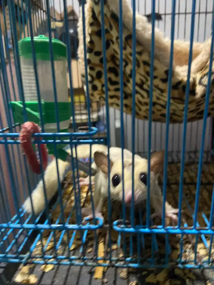 Sugar glider favorit