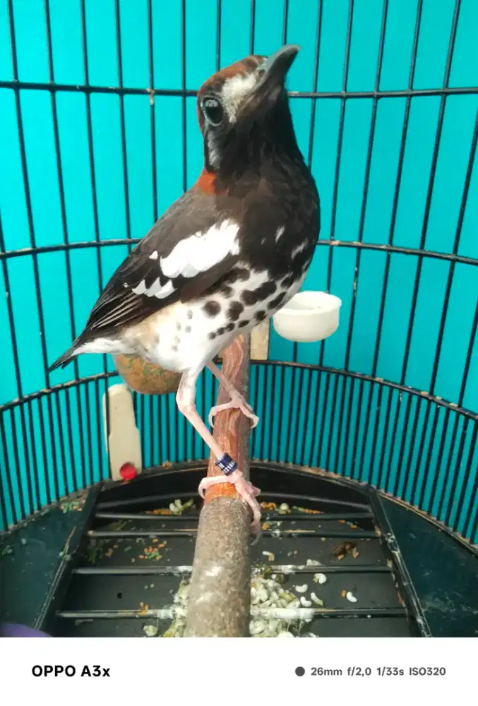 Anis kembang ring sakura & HN MLG