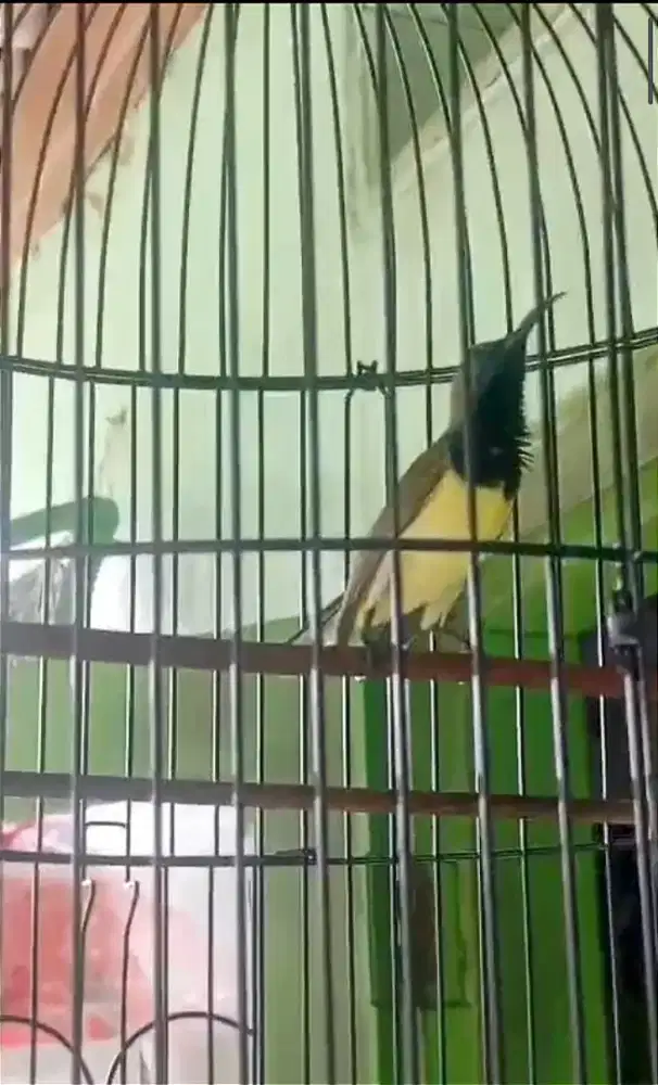 Burung so gon Gacor isian greja