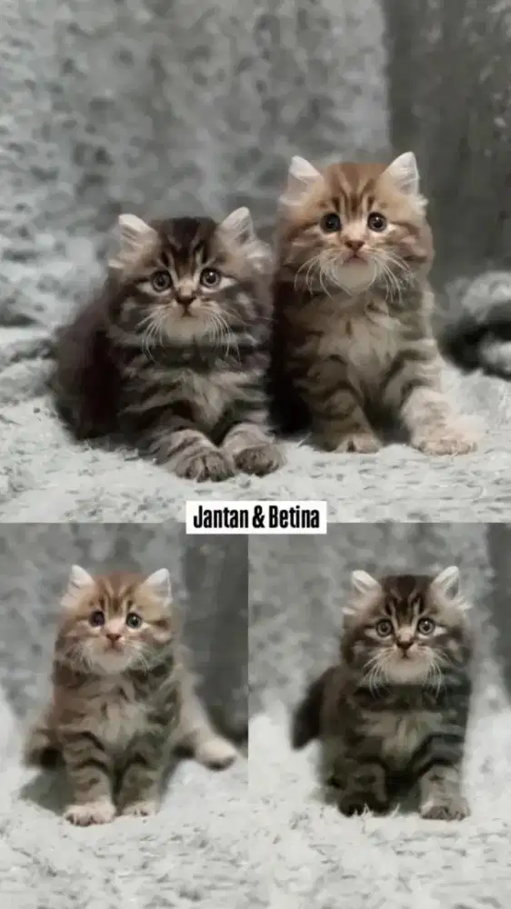 Kucing persia gimbul