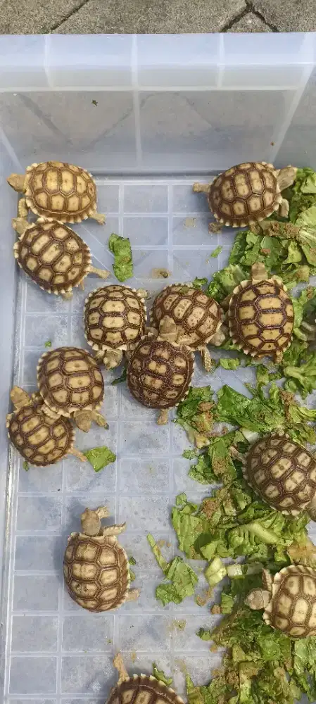 Kura sulcata 5-6cm