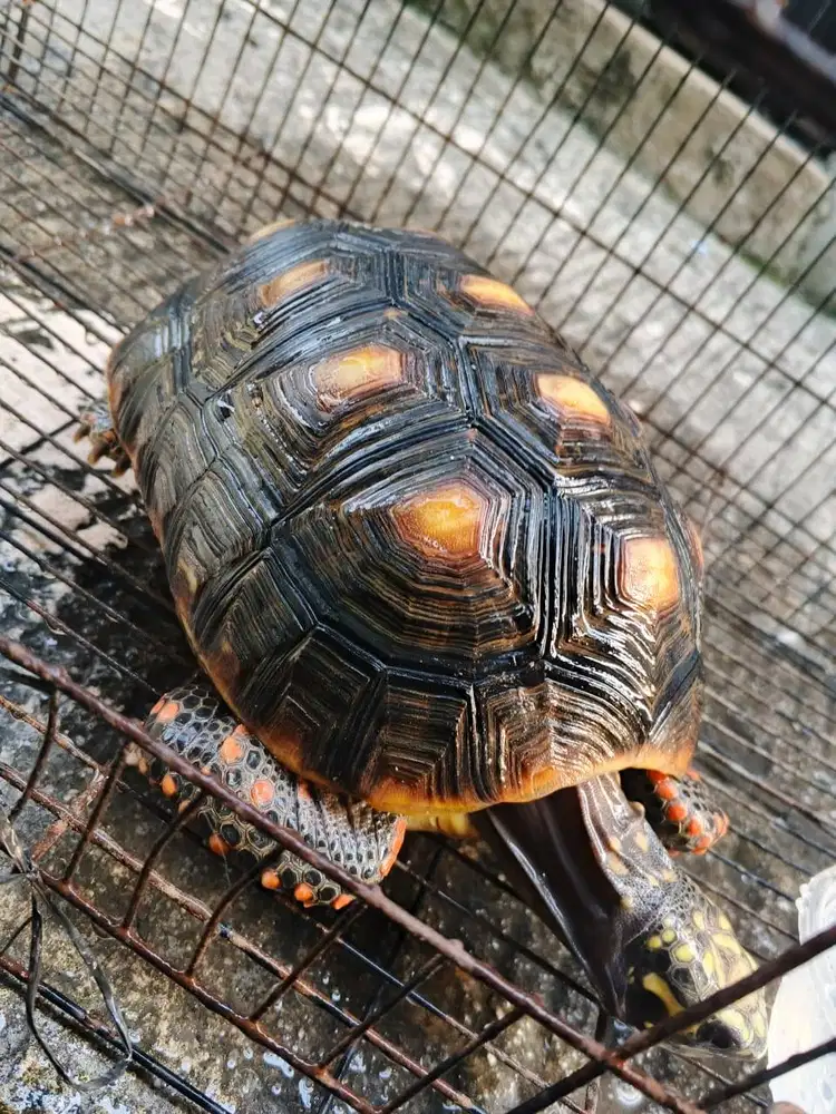 Tortoise red foot
