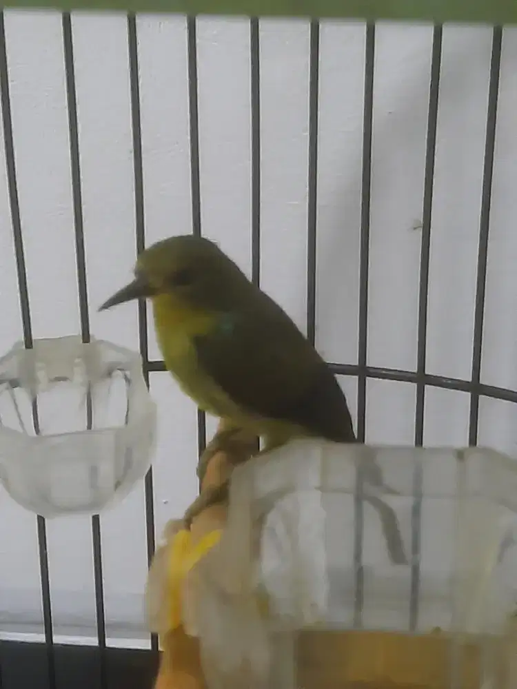 Kowul Kolibriwulung Fulset