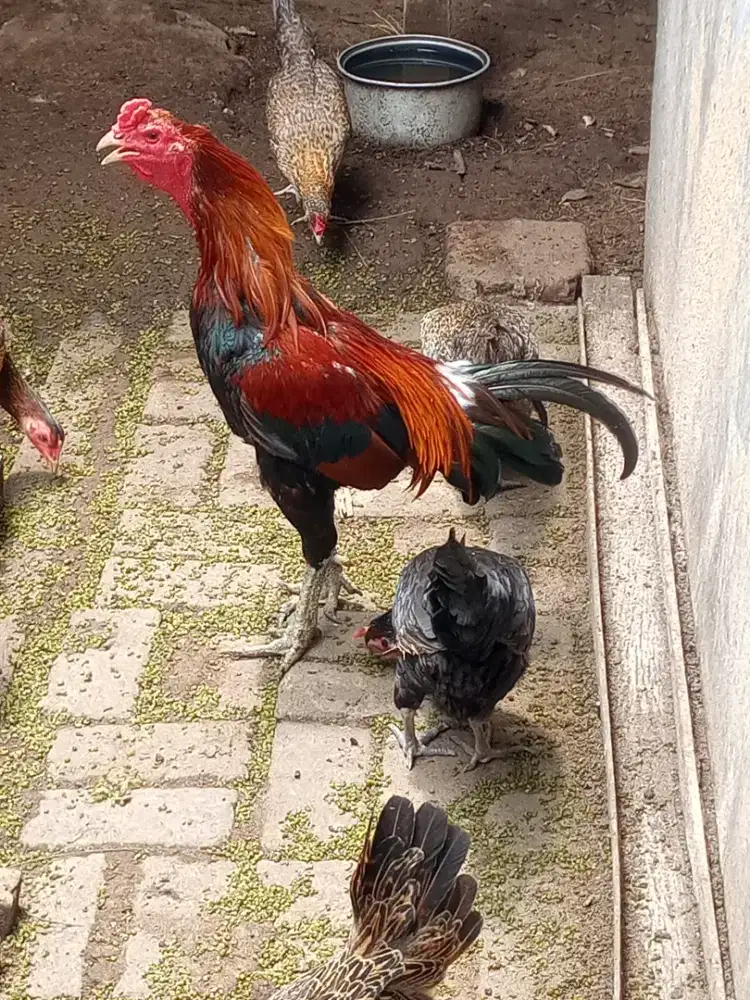 Ayam Mangon trah yokere