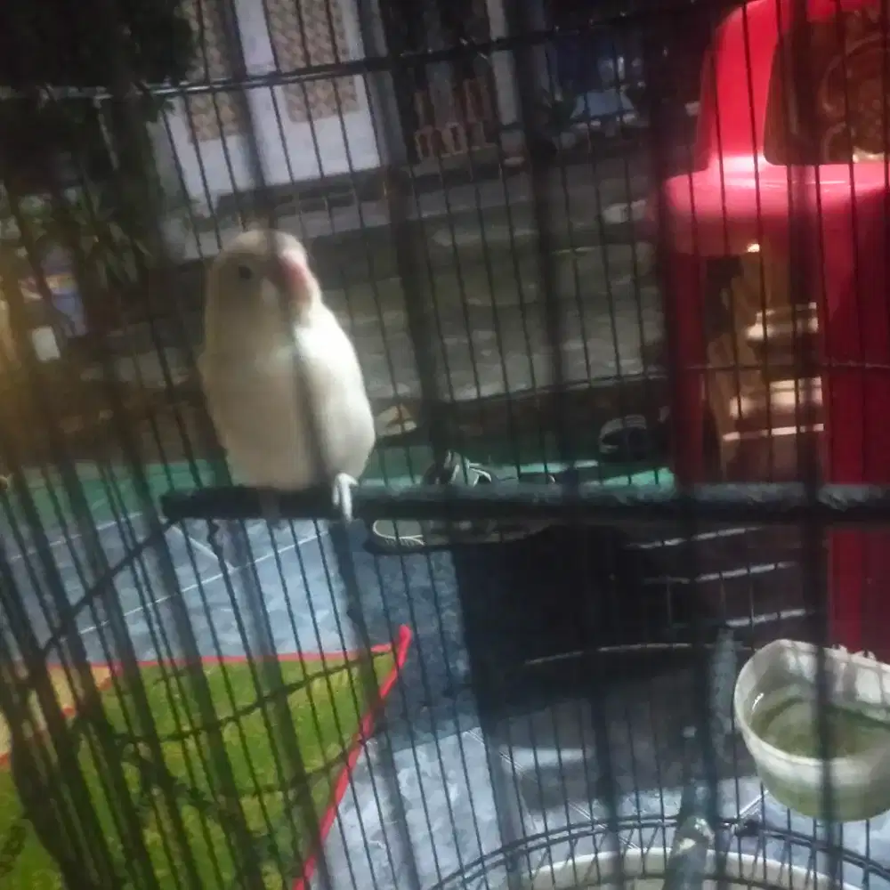 Burung labet albino mata hitam