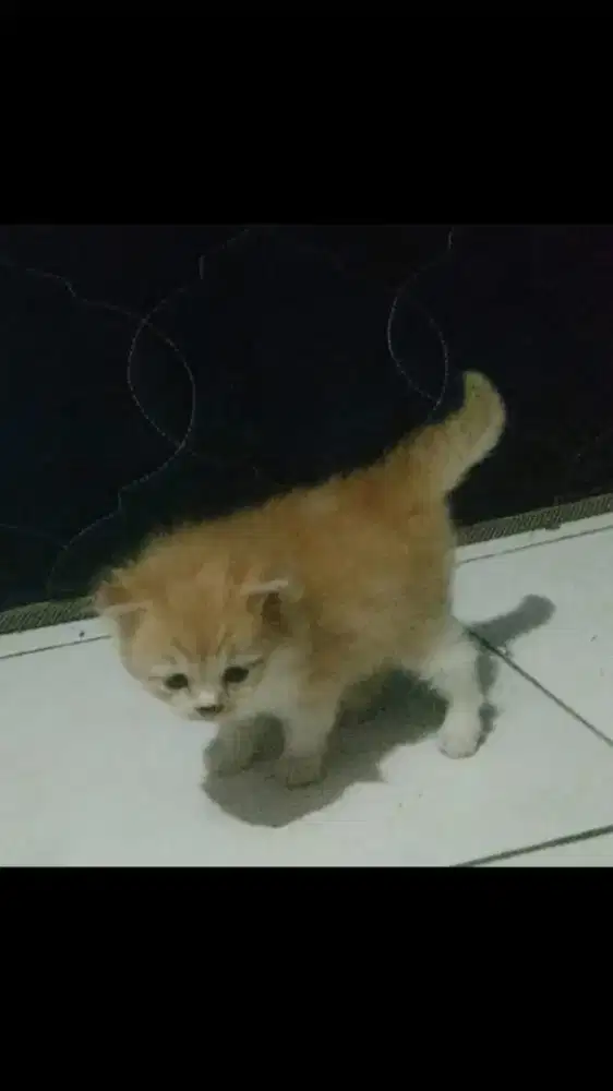 Kitten Persia long hair