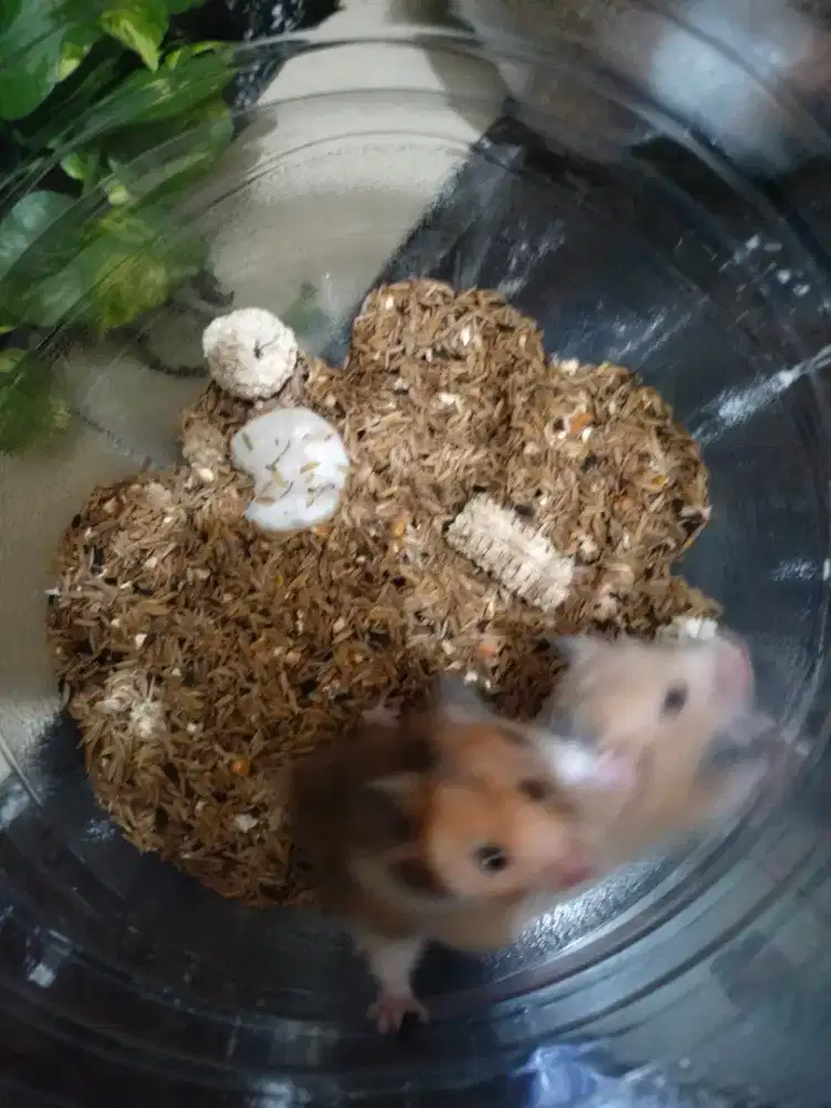 Jual satuan , pasangan dan borongan