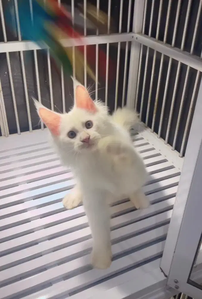 Kitten Mainecoon jantan white solid