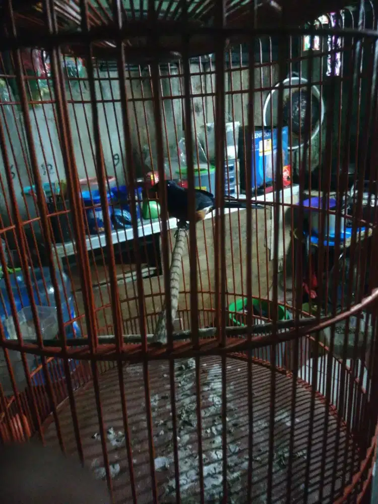 Yo bosku murai nya gacor dor