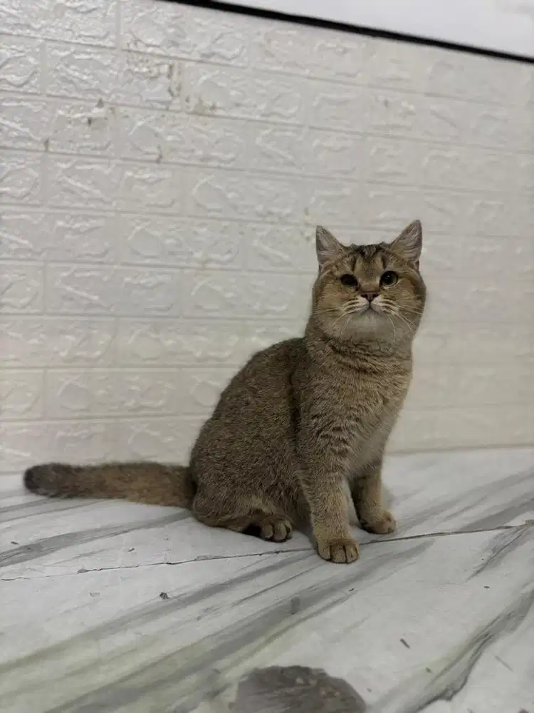 Kucing BSH Betina British Shorthair