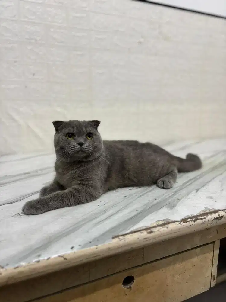 Kucing BSH British Shorthair x Scottish Fold Jantan