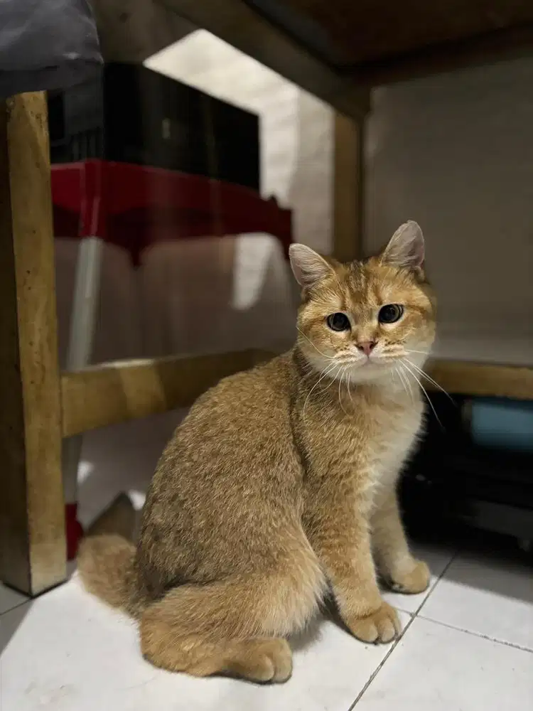 Kucing British Shorthair BSH Jantan