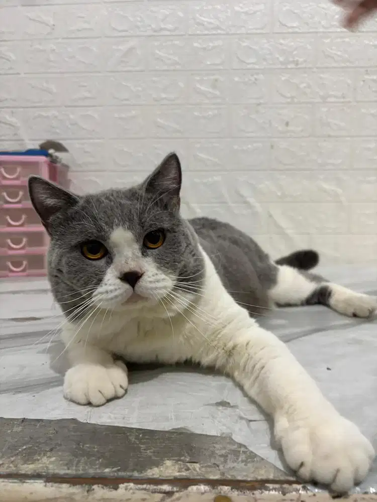 Kucing BSH British Shorthair Jantan Bicolor