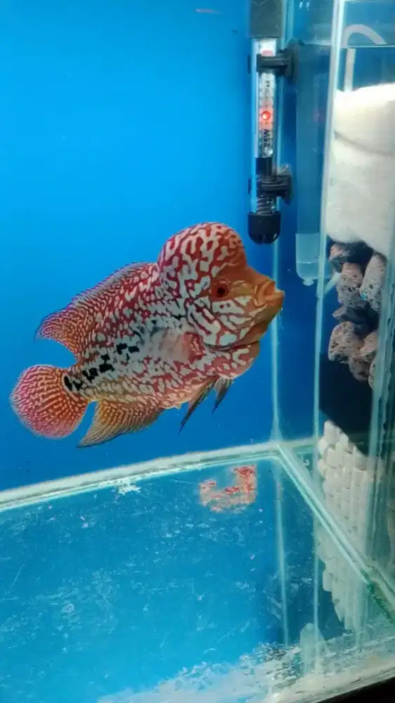 Louhan kampa F2 ori jual murah aja