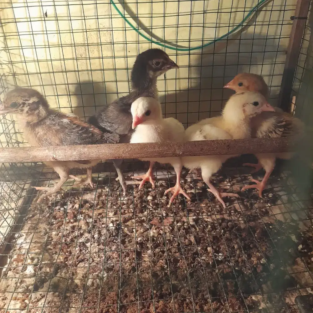 Ayam kampung petelur elba