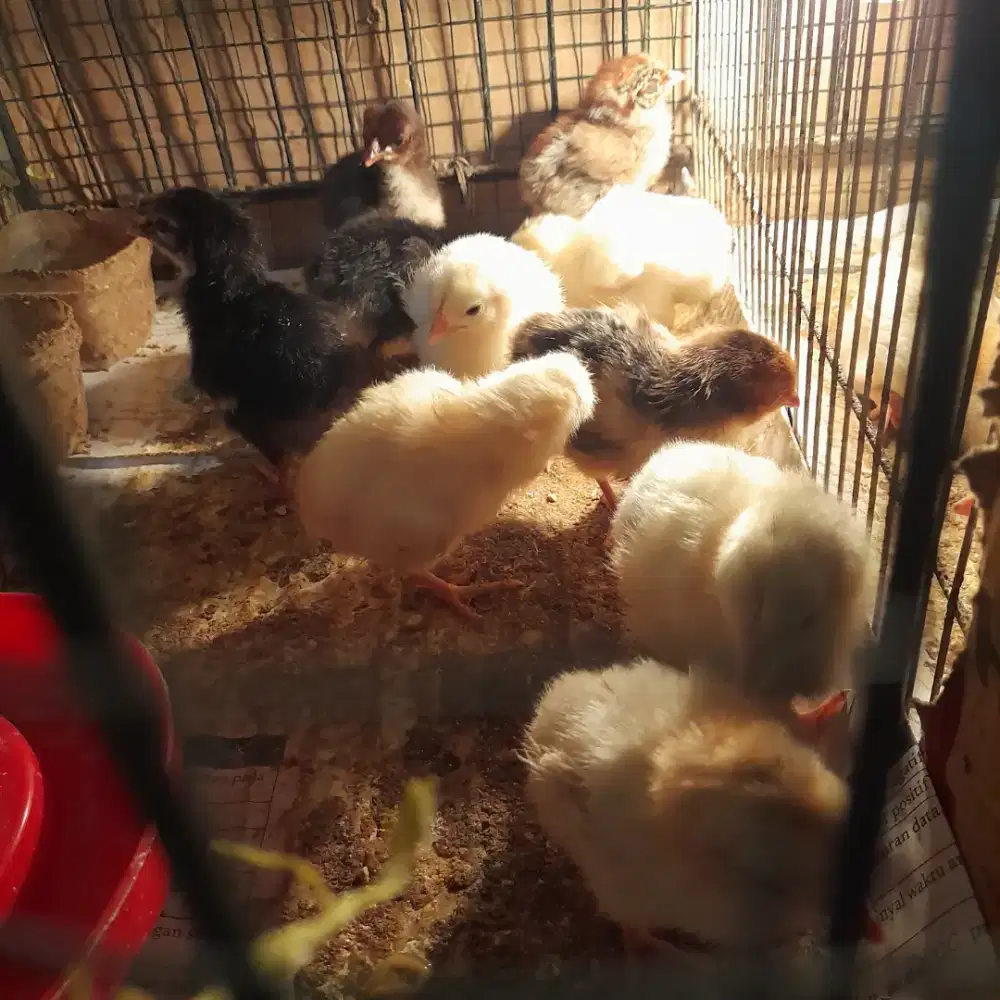 Ayam kampung petelur elba