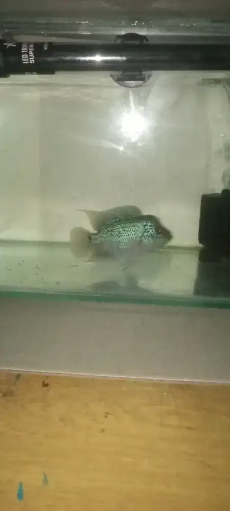 Ikan lohan cencu x kamfa full set