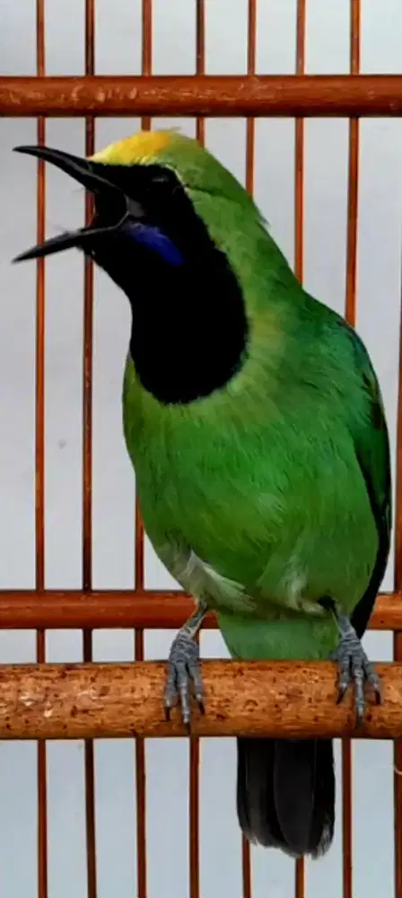 BURUNG MASTERAN GACOR ISIAN BANYAK PULSET