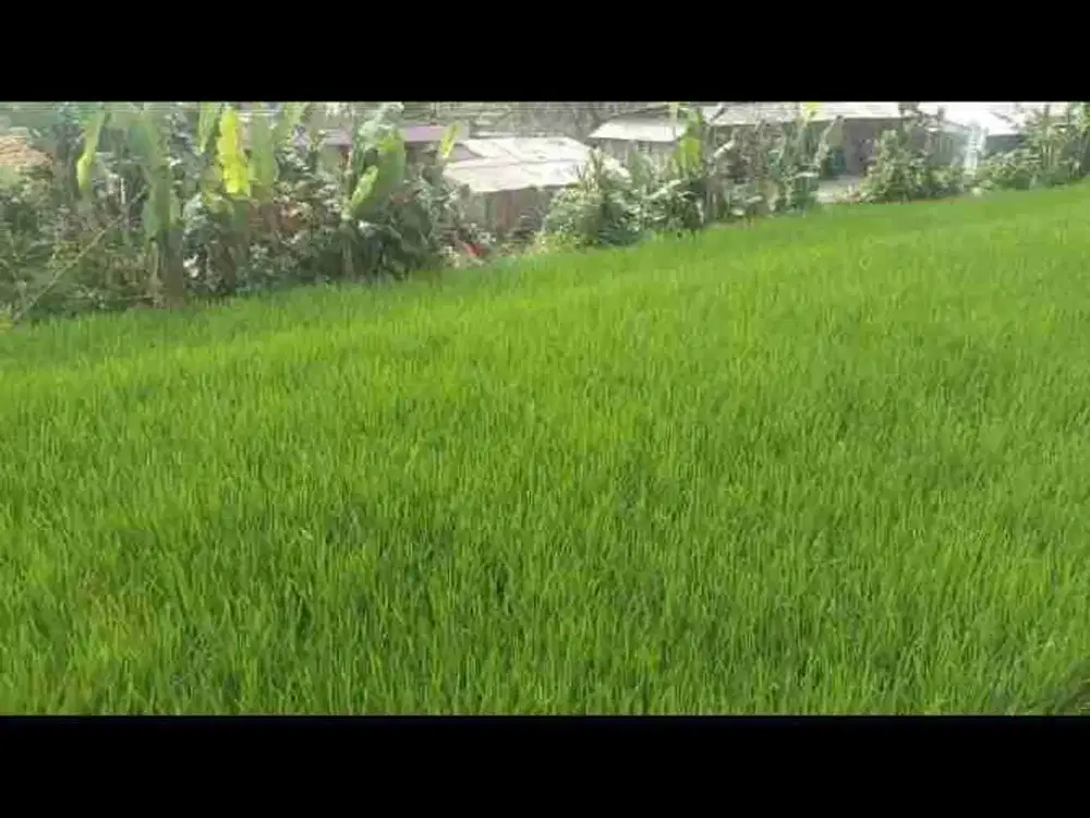 tanah sawah