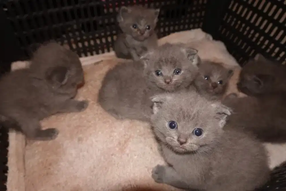 DI JUAL KITTEN BRITISH SHORT HAIR X SCOTTISHFOLD