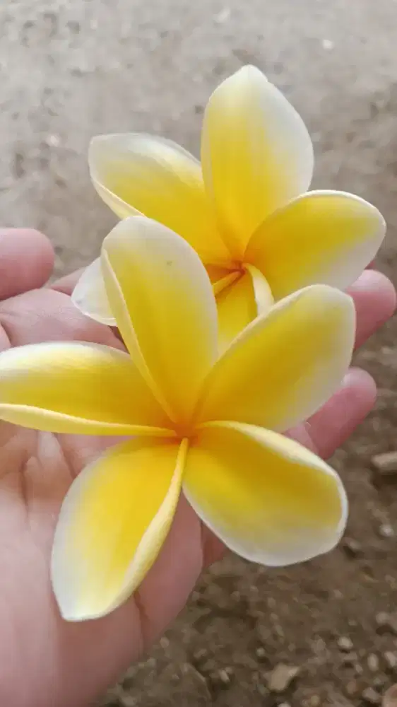 Dicari yg siap merawat ibu saya yg gangguan jiwa (diutamakan wanita)