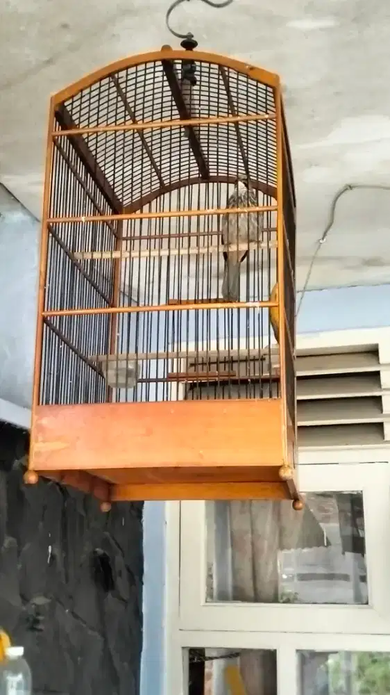 Cucak Rowo betina gacor