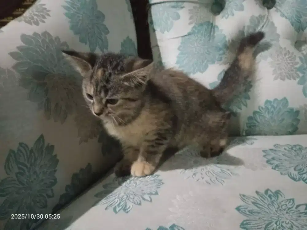 Kucing Persia Jantan betina Umur 2bulan sehat lucu imut