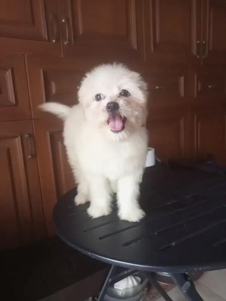 Anakan anjing Shihtzu mix poodle betina