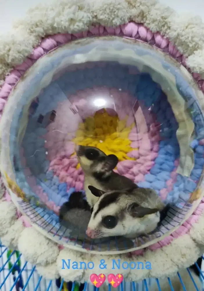 tas travel sugar glider