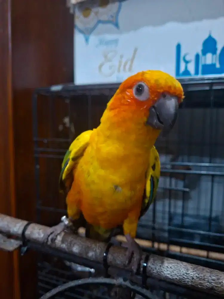 Sun conure jitot muluss