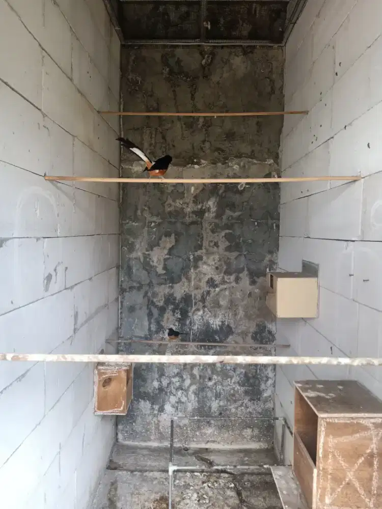 Cari murai betina siap kawin