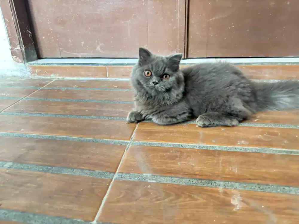 Kucing munchkin gaelic longhair