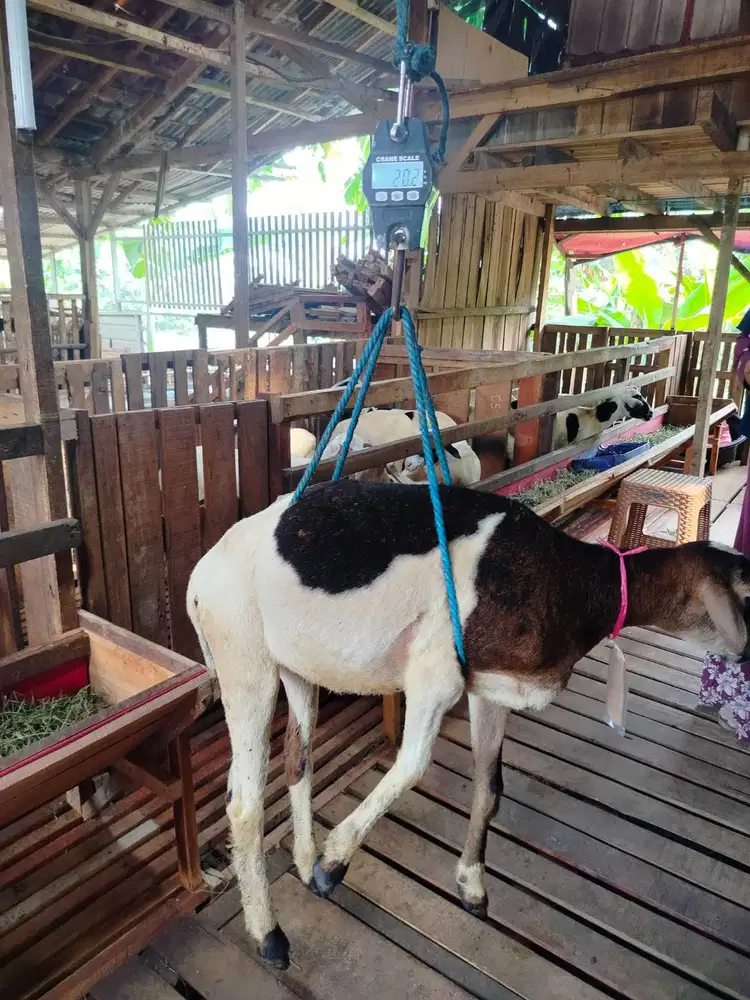 Jual Domba Timbang Hidup