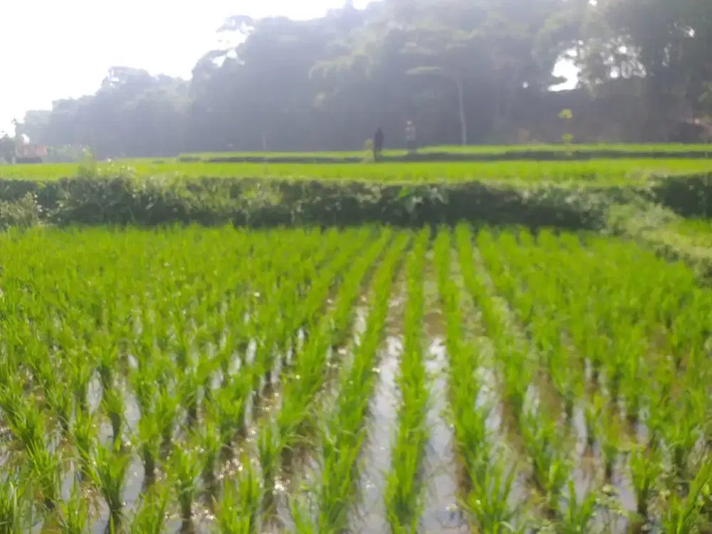 Jual sawah dekat sungai