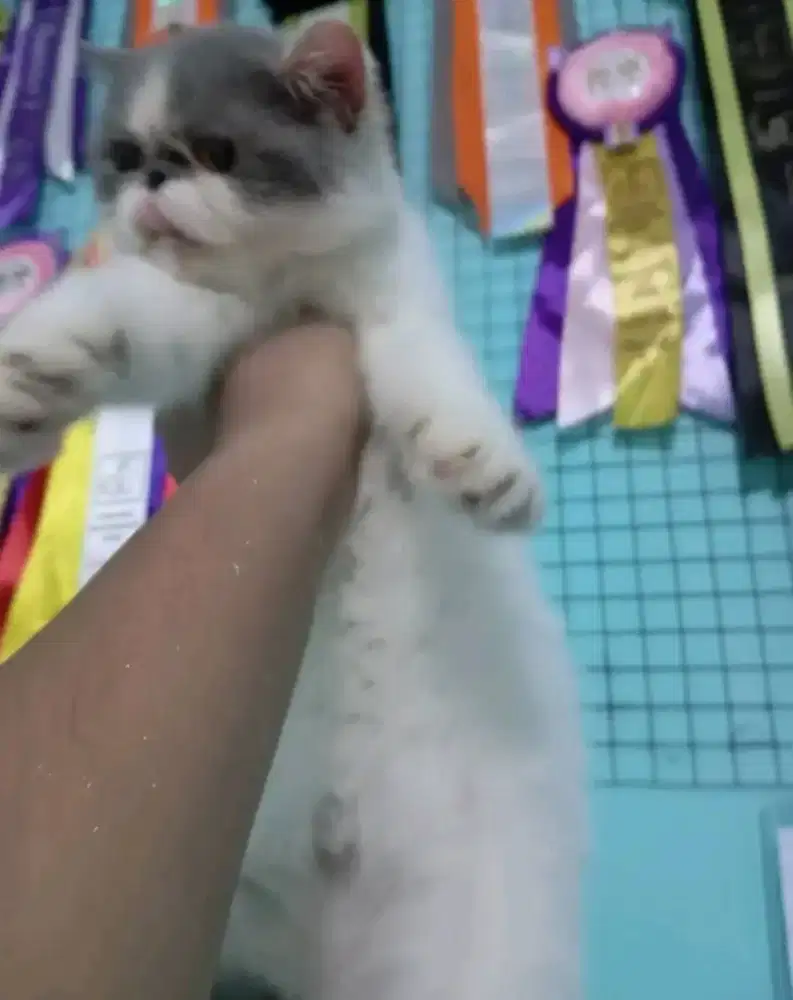 Kucing Exo Betina Gemoy