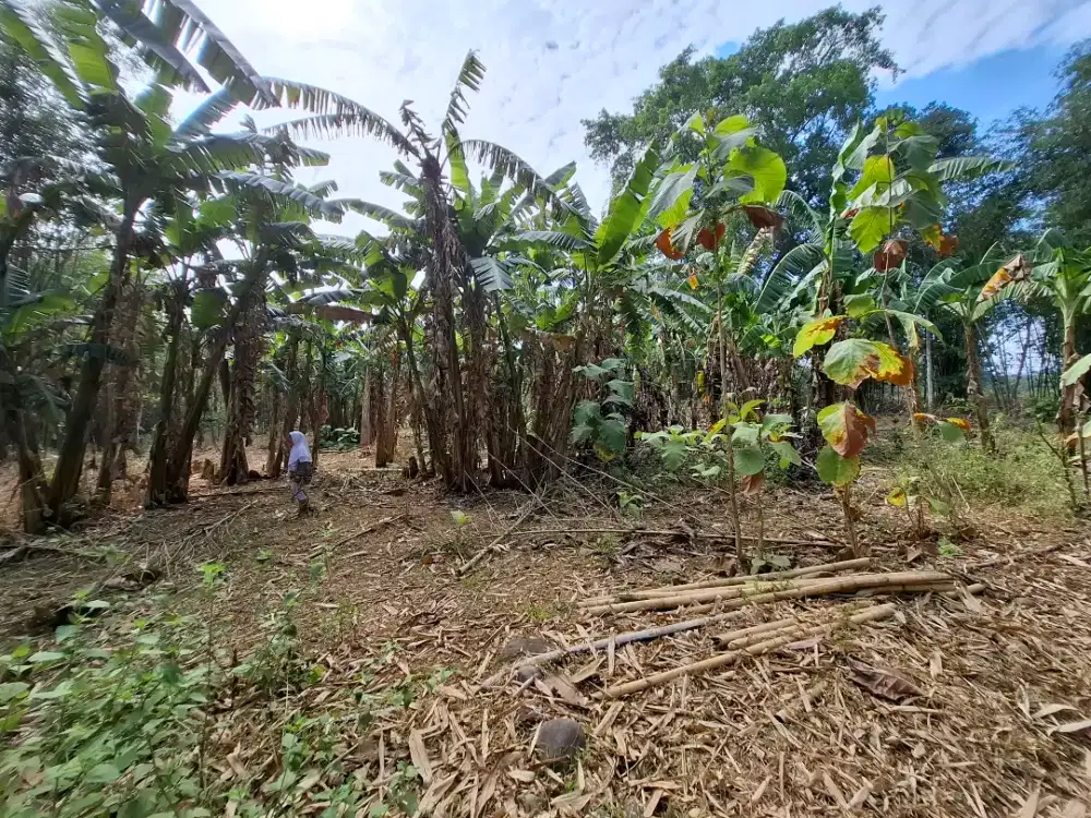 DIJUAL TANAH KEBUN !!! Tanah UD Amure