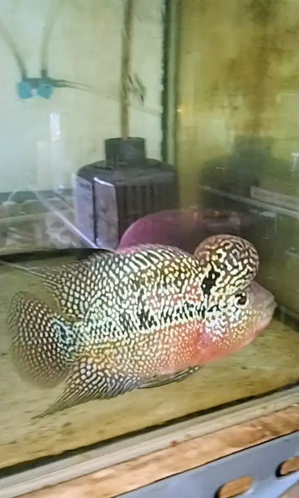 Louhan kamfa jenong crosshead