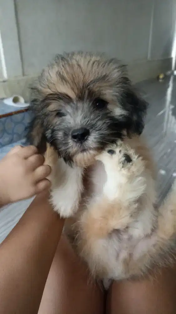 Anak anjing shihtzu