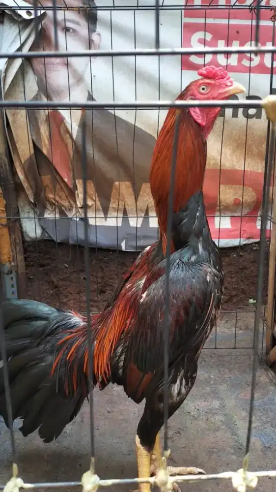 ayam bangkok x pakhoy