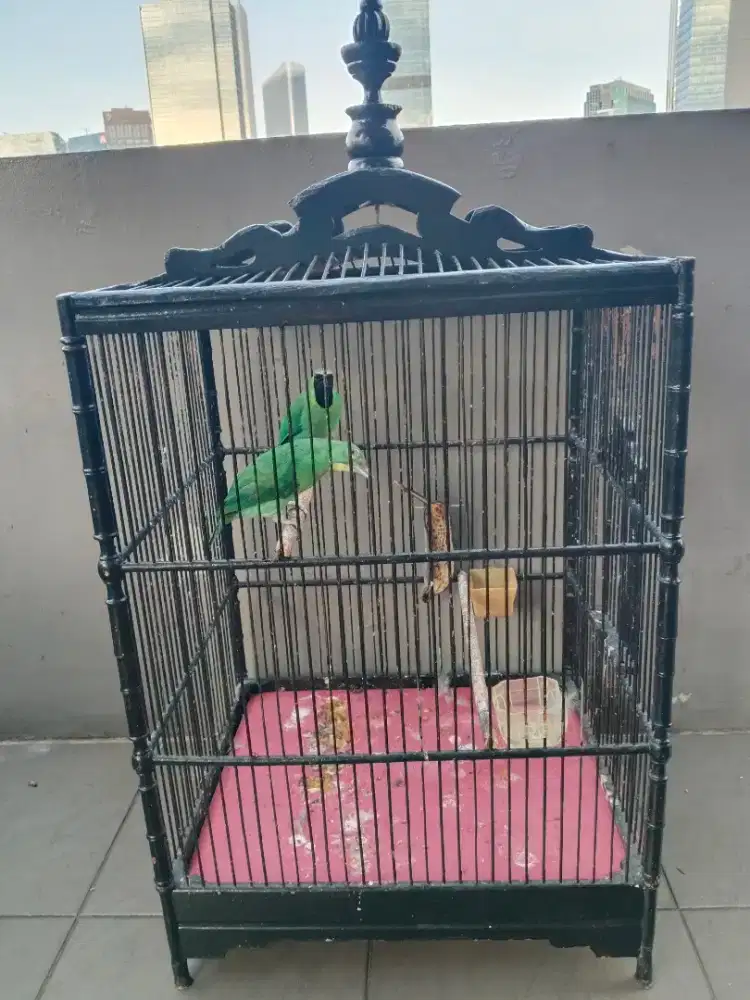 Burung pemakan buah sepasang gacorrr siap ternak tt silahkan