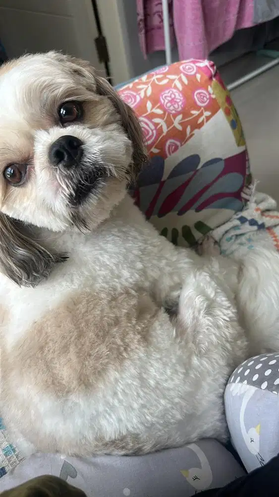 dibutuhkan ART pulang pergi wanita