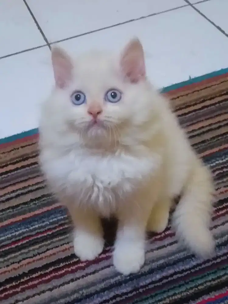 Kucing Persia Himalaya Red Point