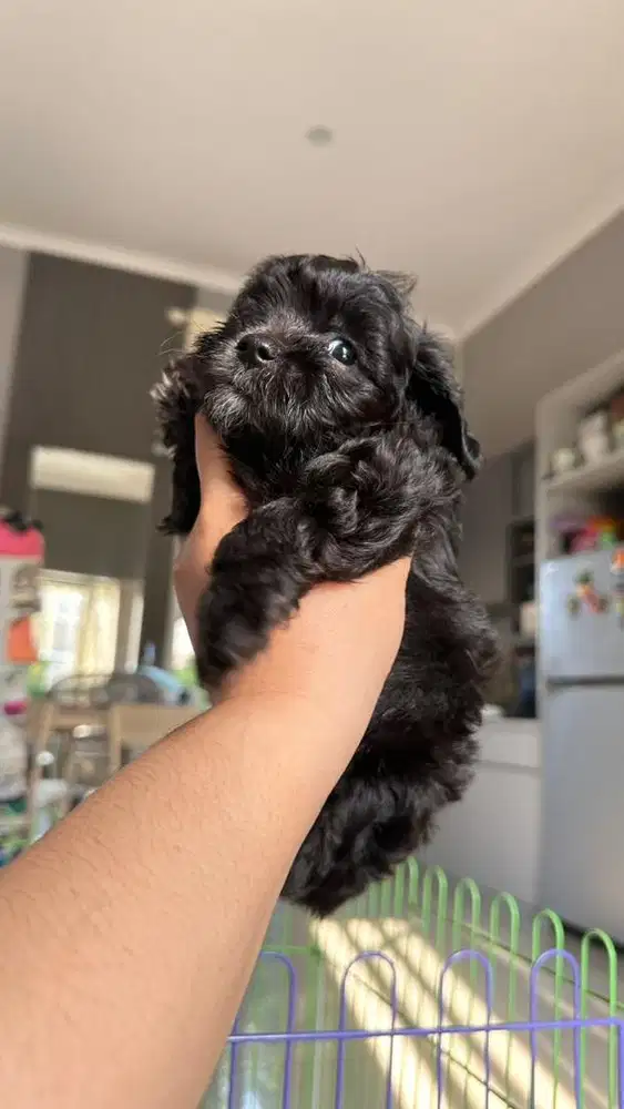 Open Adobt Poodle betina 2 bulan