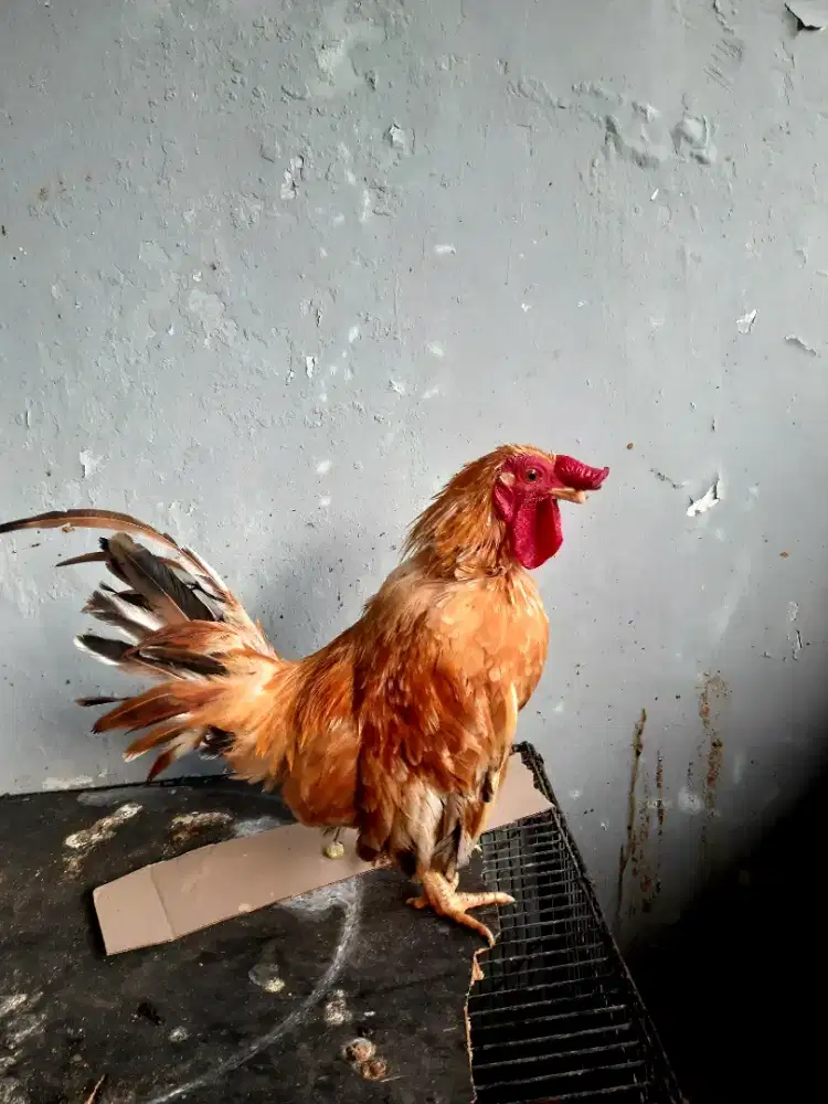 Ayam kate kokok merdu
